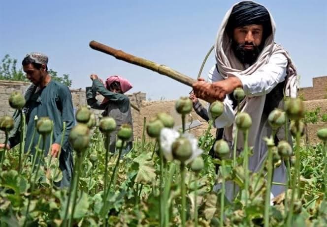 سو تغذیه کودکان و فقر میان کشاورزان افغانستانی؛ بازگشت به دوران کشت خشخاش